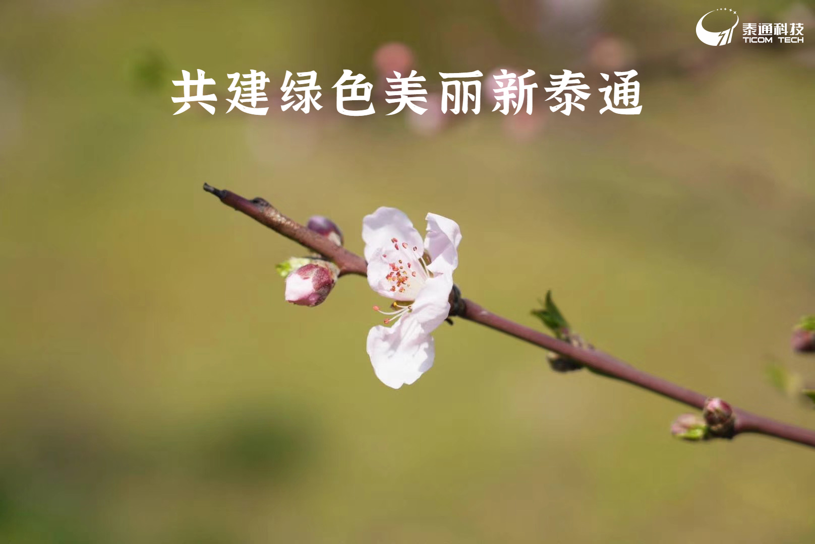 精準(zhǔn)聚焦 創(chuàng)新突破|泰通科技舉辦“齊心協(xié)力 播種希望 美化家園”2024年植樹(shù)節(jié)活動(dòng)